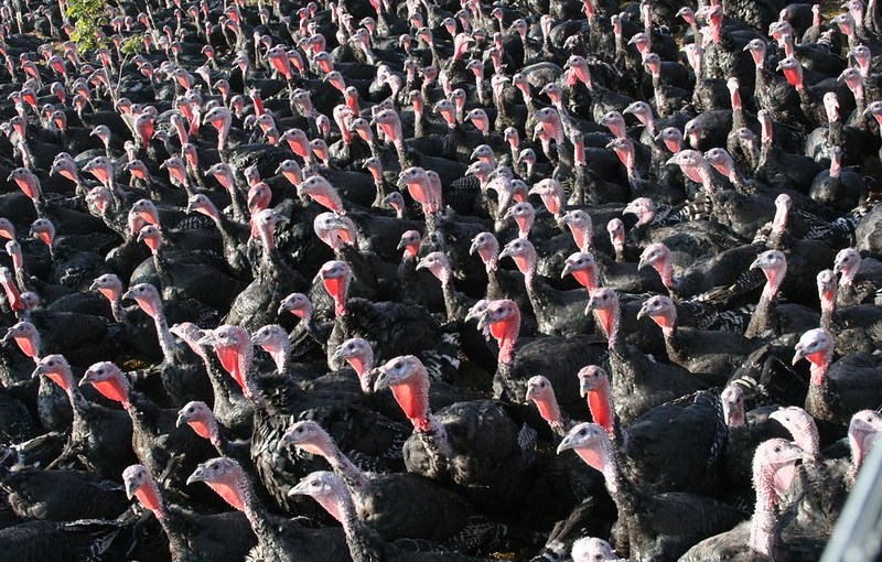 El pavo de Polonia y Francia salvará la cena de navidad&nbsp;británica